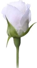 GÜL