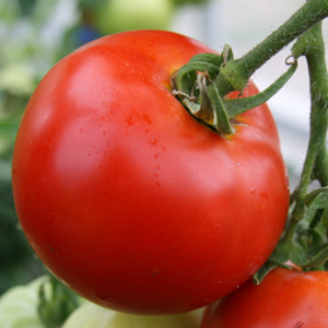 Tomato / トマト