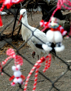 Stork