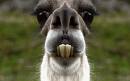 scaryish fuzzy llama