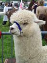 white fuzzy llama