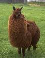 very fuzzy llama