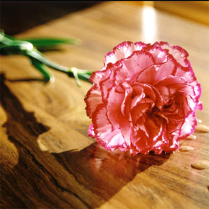 mantooosa's rose