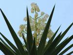 national flower