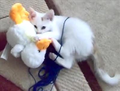 Piu