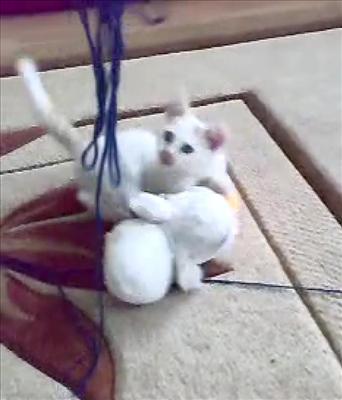 Piu