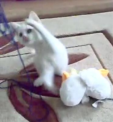 Piu