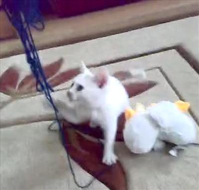 Piu