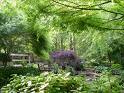 peaceful forest