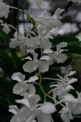 White wild orchids 