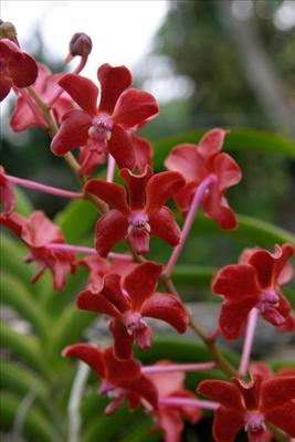 Wild red orchids