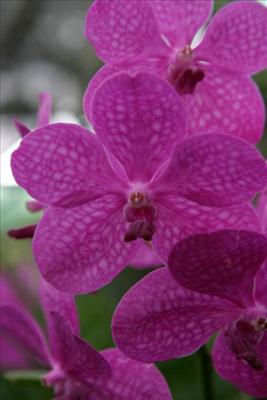 Fuxia orchids