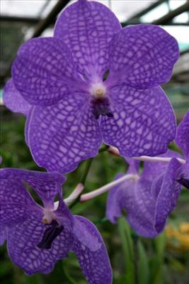 Lilac orchids 