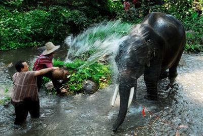 Tour with elephants