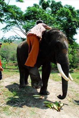 Tour with elephants