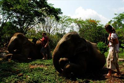 Tour with elephants