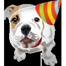 DOG!