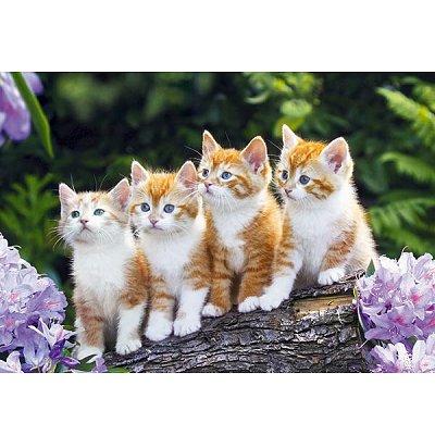 cats