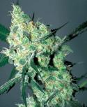 WHITE RUSSIAN