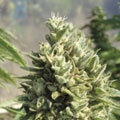 KANDYKUSH