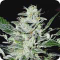 SENSI STAR
