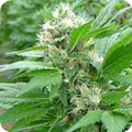 MAGIC BUD