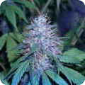 C13 HAZE