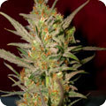 SWEET HAZE