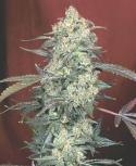 AK-47