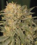 BUBBLE GUM