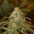 LEMON SKUNK