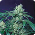 AMSTERDAM FLAME