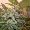 KUSHBERRY