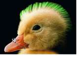 Gangster Duck