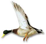 Mallard Duck