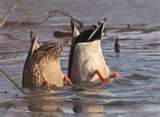 Upside Down Duck