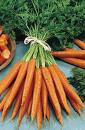 Bouquet de carottes