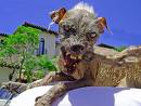 Un cane idrofobo che ti attacca