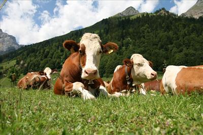 Cow