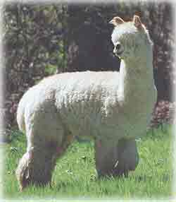 Alpaca