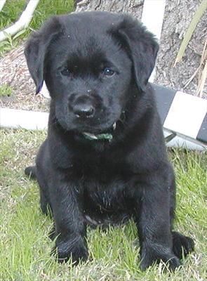 Black Lab Puppy
