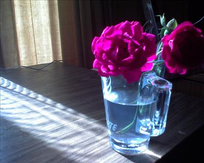 rose