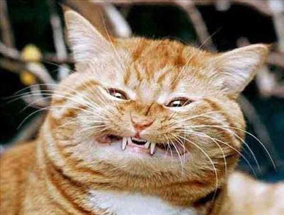 cat2
