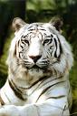 tigar