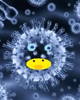 E H5N1