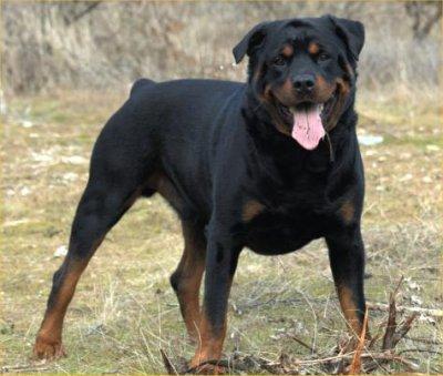 Rottweiler