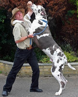 GreatDane