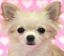 Chiwawa
