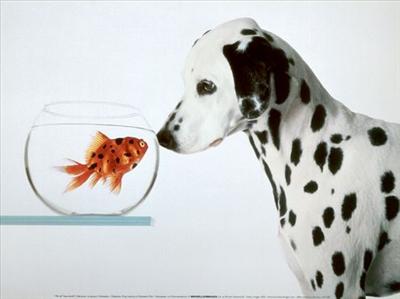 Dalmation