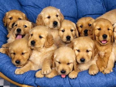 GoldenRetiver